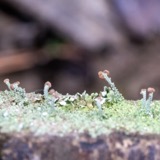 A photograph of the species Cladonia peziziformis, not of this specimen
