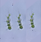A photograph of the species Aphanochaete repens, not of this specimen