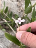 A photograph of the species Justicia americana, not of this specimen