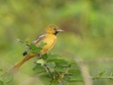 A photograph of the species Icterus spurius, not of this specimen