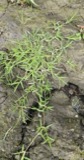 A photograph of the species Eragrostis hypnoides, not of this specimen