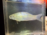 A photograph of the species Carpiodes carpio, not of this specimen