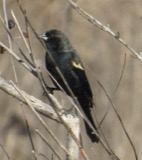A photograph of the species Agelaius phoeniceus, not of this specimen