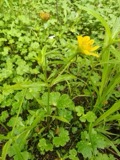 A photograph of the species Bidens cernua, not of this specimen