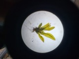 A photograph of the species Fissidens exilis, not of this specimen