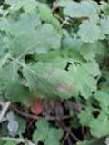 A photograph of the species Septoria E.M.Fries, not of this specimen
