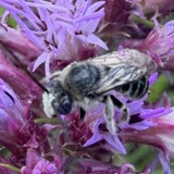 A photograph of the species Melissodes denticulatus, not of this specimen