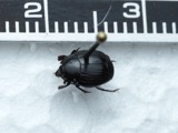 A photograph of the species Margarinotus faedatus, not of this specimen