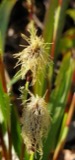 A photograph of the species Carex plantaginea, not of this specimen