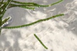 A photograph of the species Chaetomorpha melagonium, not of this specimen