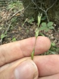 A photograph of the species Diarrhena americana, not of this specimen