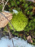 A photograph of the species Leucobryum glaucum, not of this specimen