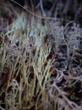 A photograph of the species Cladonia amaurocraea, not of this specimen