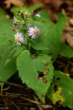 A photograph of the species Aster macrophyllus, not of this specimen
