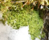 A photograph of the species Geocalyx graveolens, not of this specimen