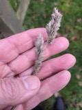 A photograph of the species Dactylis glomerata, not of this specimen