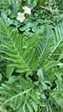 A photograph of the species Papaver orientale, not of this specimen