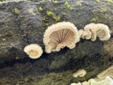 A photograph of the species Schizophyllum commune, not of this specimen