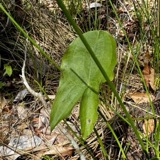 A photograph of the species Sagittaria latifolia, not of this specimen