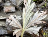 A photograph of the species Phragmidium potentillae, not of this specimen