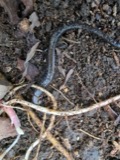 A photograph of the species Plethodon richmondi, not of this specimen