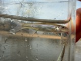 A photograph of the species Notropis buccatus, not of this specimen