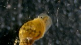 A photograph of the species Galba Schrank, not of this specimen