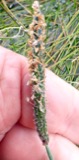 A photograph of the species Alopecurus geniculatus, not of this specimen