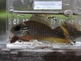 A photograph of the species Lepomis Rafinesque, not of this specimen