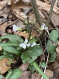 A photograph of the species Cardamine bulbosa, not of this specimen