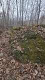 A photograph of the species Sedum ternatum, not of this specimen