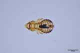 A photograph of the species Saemundssonia merguli, not of this specimen