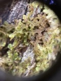 A photograph of the species Frullania selwyniana, not of this specimen