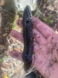 A photograph of the species Amia calva, not of this specimen
