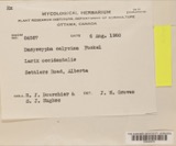 A photograph of the species Dasyscyphus calycinus, not of this specimen