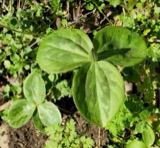 A photograph of the species Trillium sessile, not of this specimen