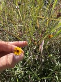 A photograph of the species Coreopsis tinctoria, not of this specimen