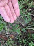 A photograph of the species Bromus sterilis, not of this specimen