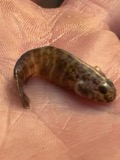 A photograph of the species Gobiosoma bosc, not of this specimen