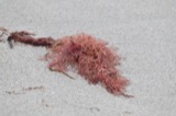 A photograph of the species Ceramium rubrum, not of this specimen
