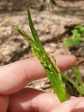 A photograph of the species Carex leptonervia, not of this specimen