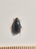 A photograph of the species Hydrobius fuscipes, not of this specimen