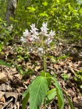 A photograph of the species Asclepias quadrifolia, not of this specimen