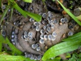 A photograph of the species Cyathus stercoreus, not of this specimen
