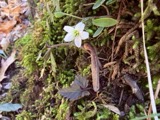A photograph of the species Claytonia caroliniana, not of this specimen