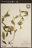 A photograph of the species Gentiana crinita, not of this specimen