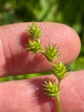 A photograph of the species Carex normalis, not of this specimen