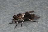 A photograph of the species Tabanus trimaculatus, not of this specimen