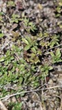 A photograph of the species Thymus serpyllum, not of this specimen
