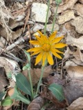 A photograph of the species Krigia biflora, not of this specimen